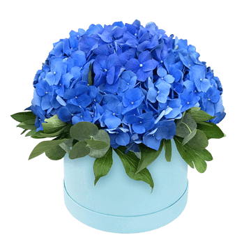 Hortensias en boîte